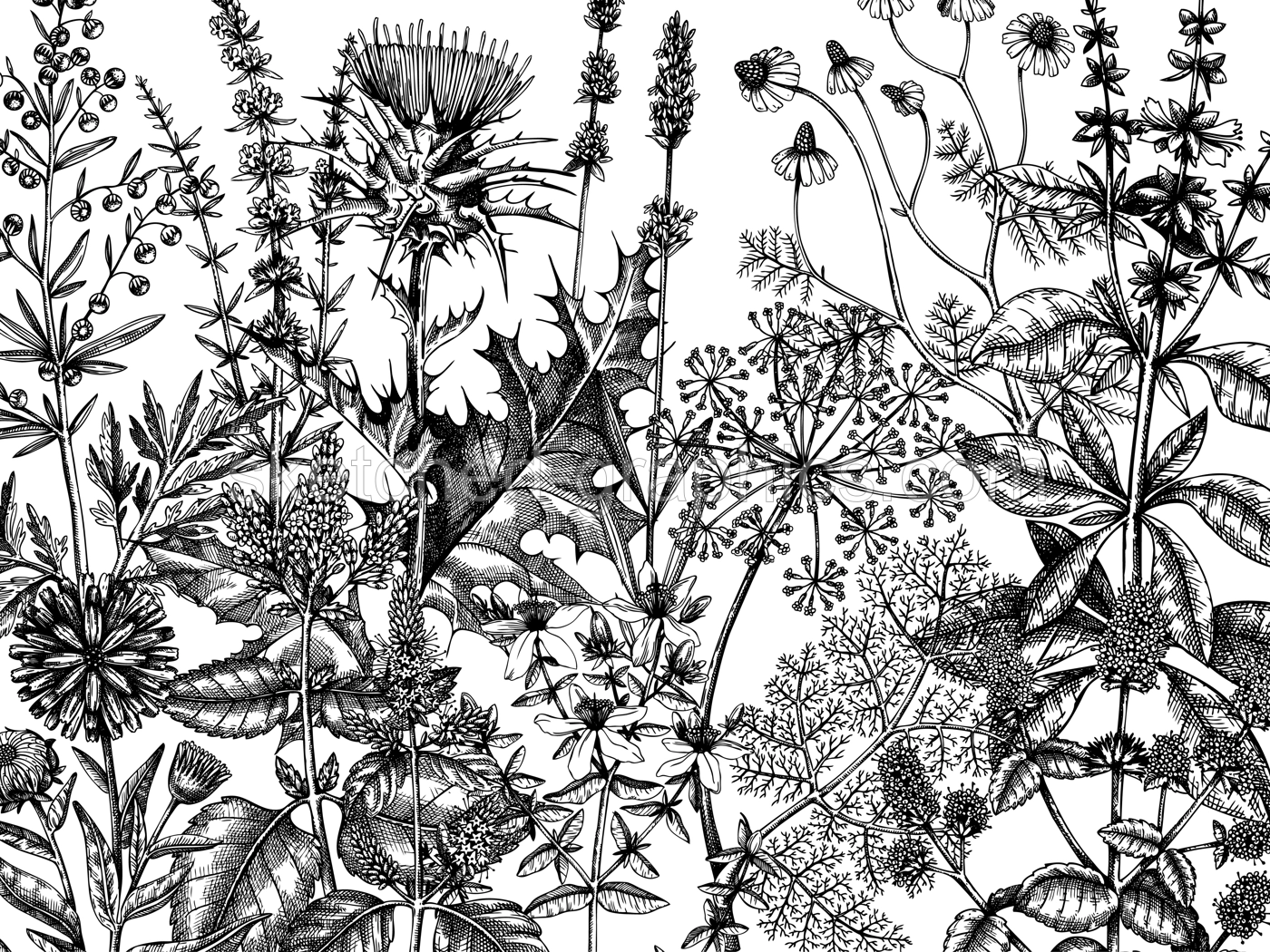 Sketched herbs, flowers, weeds, meadows background. Medicinal plants vintage illustration for cosmetics, perfumery, medicine, packaging. Herbal tea ingredients banner. Medicinal herbs sketch design. Illustration